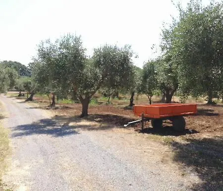 The Olive's Hill