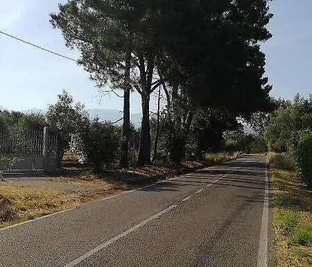 The Olive's Hill