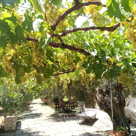 The Olive's Hill *